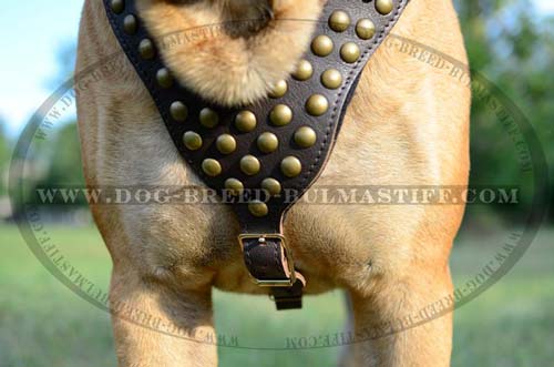 Studded Dog Harness