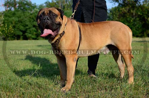 Bullmastiff easy walking studded harness