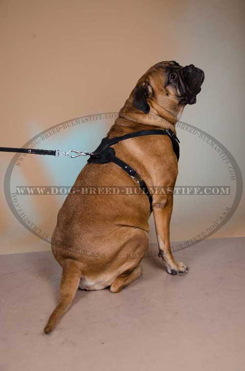 Leather Bullmastiff breed Harness non-decorated