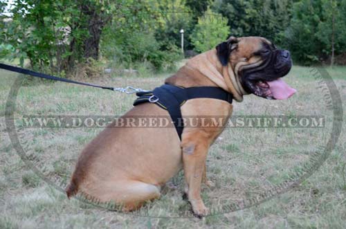 Bullmastiff training harness