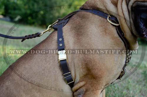 Easy Walking Studded Dog Harness