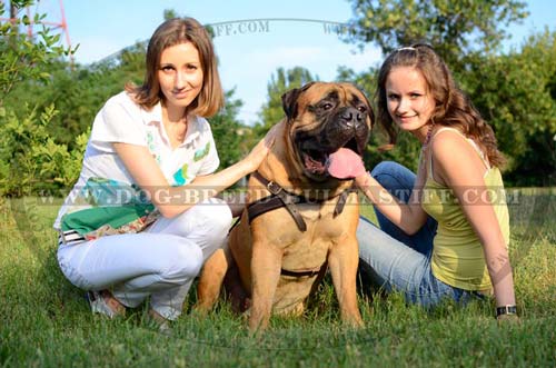 Bullmastiff leather Harness