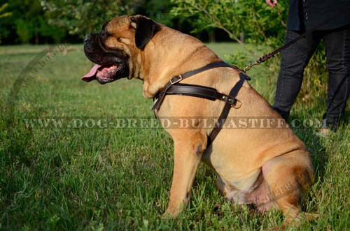 Bullmastiff training harness