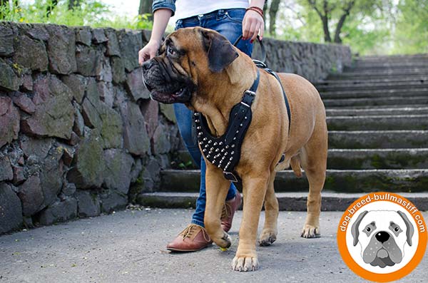 Padded Leather Dog Harness with Nickel-plated Spikes