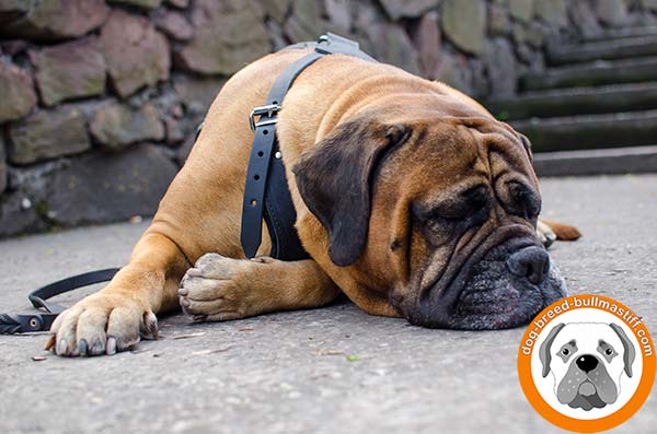 Top Class Leather Bullmastiff Harness for Walking and Training