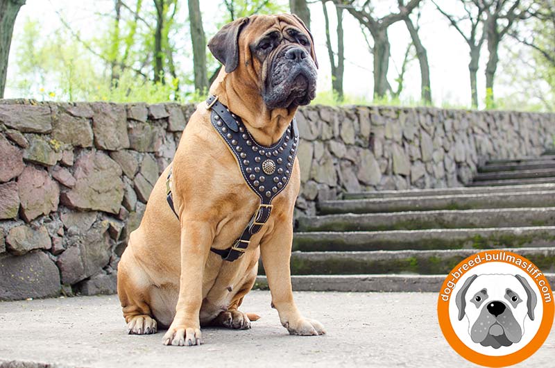 Bullmastiff leather dog collar with impressive columns of studs and spikes  [S59##1014 3 spikes+3 brass studs leather collar] : Bullmastiff dog  harness, Bullmastiff dog muzzle, Bullmastiff dog collar, Dog leashes