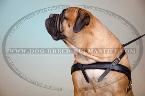 Leather Bullmastiff pulling harness