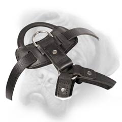 Safe dog harness