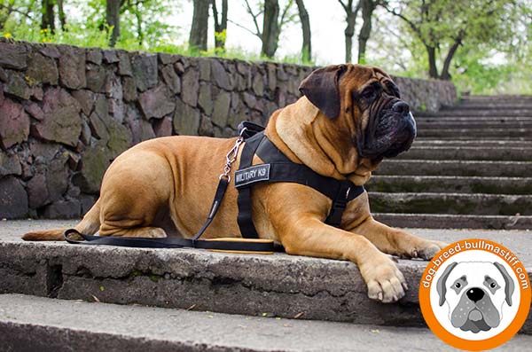 Water-proof  Nylon Harness for Bullmastiff