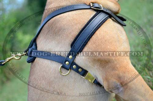 Bullmastiff pulling harness of leather