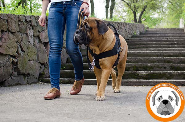 Functional  Nylon Bullmastiff Harness with Easy Grab Handle