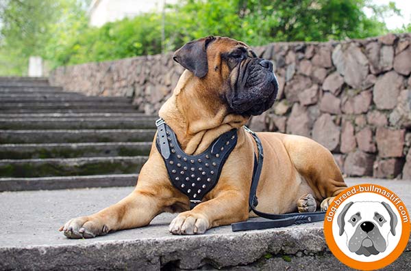  Adjustable Leather Harness for Bullmastiff Comfortable Walks