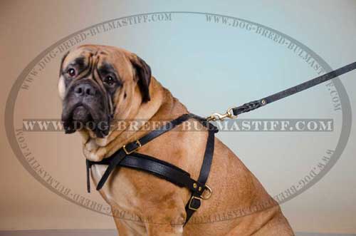 Bullmastiff training harness