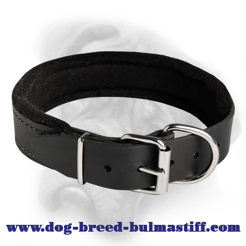 Leather dog collar padded with thick felt for Bullmastiff breed