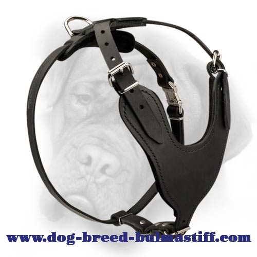 Heavy duty leather harness for Bullmastiff