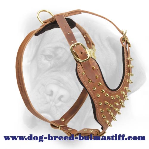 Pure leather dog harness with gold-like spikes for Bullmastiff breed