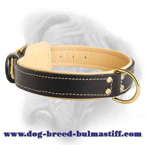 Classic Leather Bullmastiff Collar with Fur Protection Plate