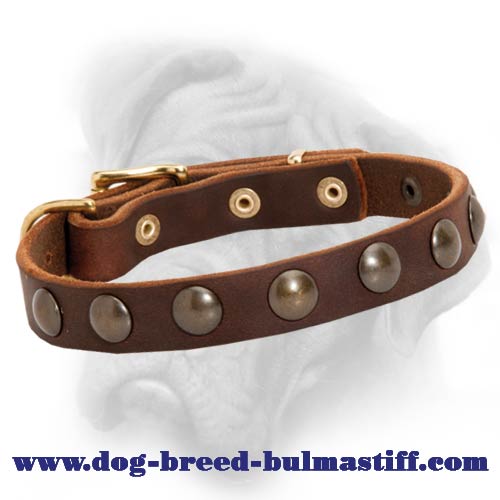 Fabulous Leather Puppy Bullmastiff Collar with Brass Circles