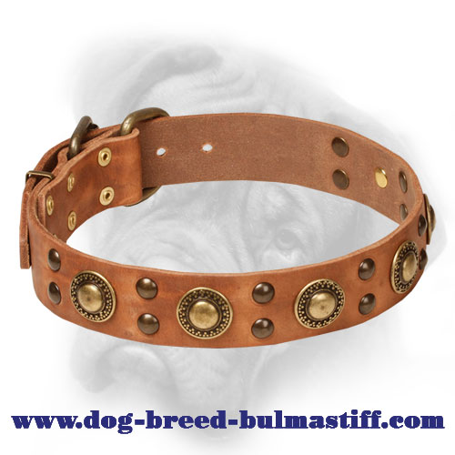 Attractive Bullmastiff Collar with Brass Studs and Conchos