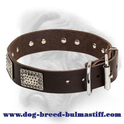 Designer Leather Bullmastiff Collar with Massive Nickel Plates