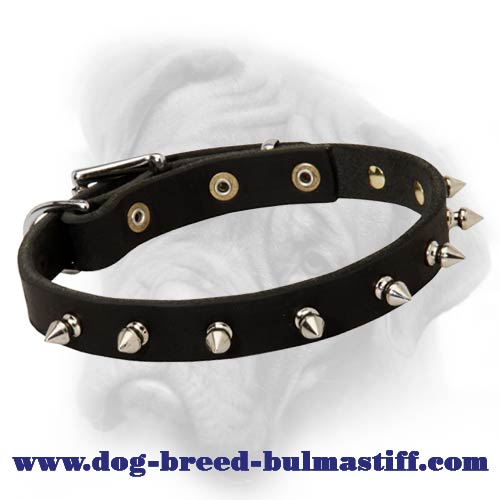 Genuine leather dog collar with nickel spikes for Bullmastiff breed
