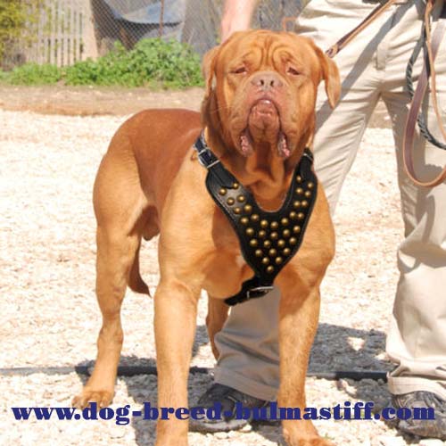 Studded leather dog harnesses for Bullmastiff