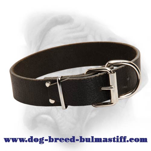 Bullmastiff leather dog collar for amazing results in training and safety in walking