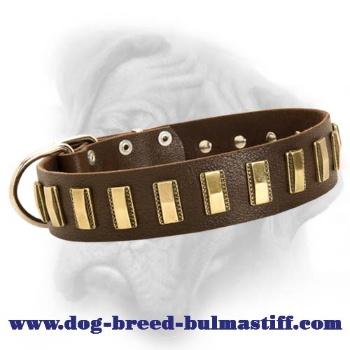 Splendid leather dog collar with polished plates for Bullmastiff