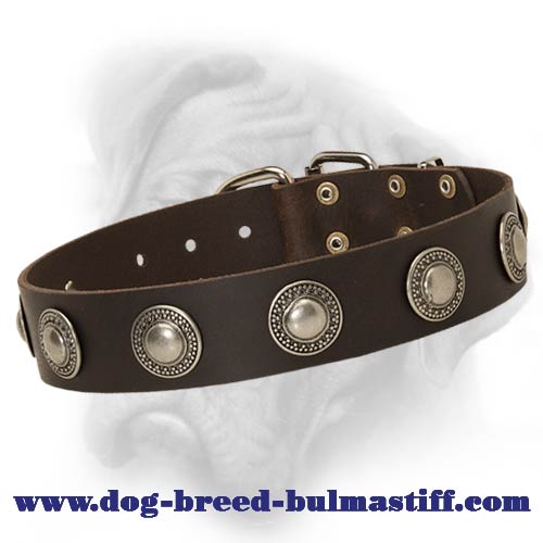 Posh Leather Dog Collar with silver conchos designed for Bullmastiff breed