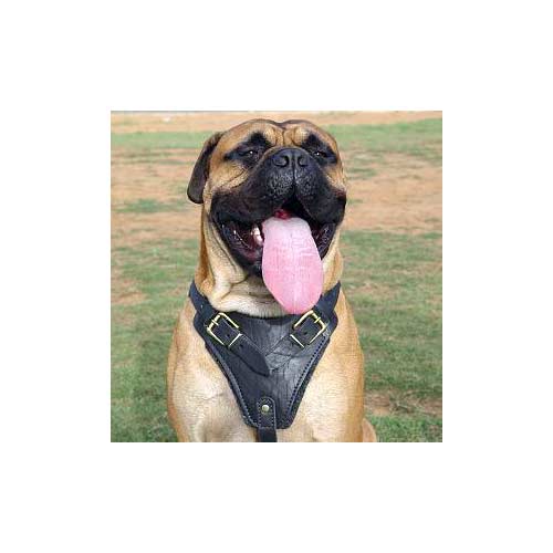 Quality leather dog harness for long training