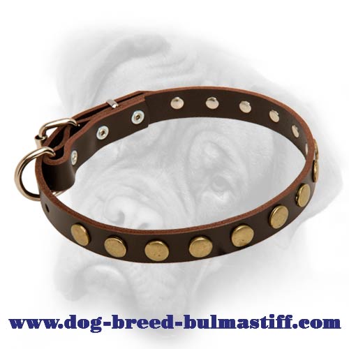 Bullmastiff leather collar with shiny row of circles