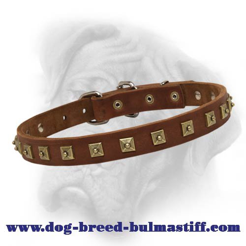 Bullmastiff leather dog collar with gorgeous brass studs