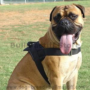 strong dog harness