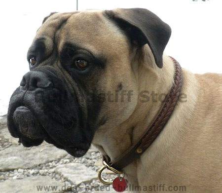 Hand Braided Leather Choke Dog Collar for Bullmastiff