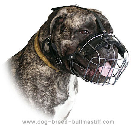 Super comfy Bullmastiff Wire Cage Dog Muzzle