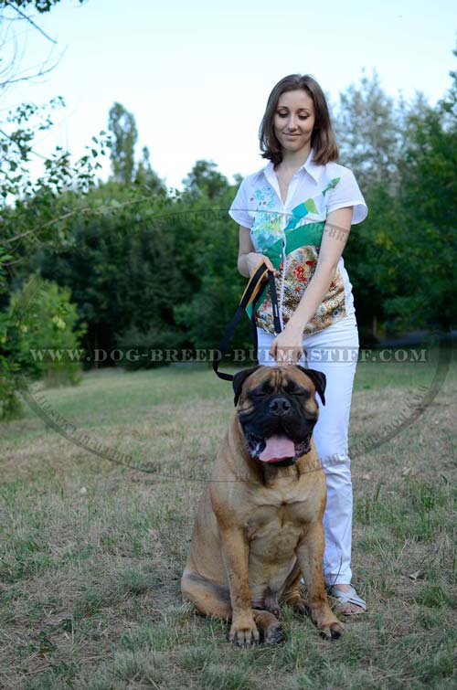 Bullmastiff leash of leather for utmost control