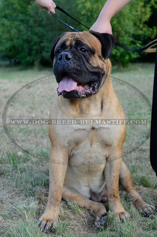 Bullmastiff leash of leather for comfy walking