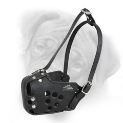 Training Bullmastiff leather muzzle