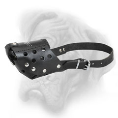 Walking Bullmastiff leather muzzle