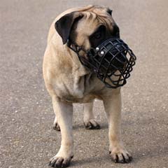 Muzzle for Bullmastiff