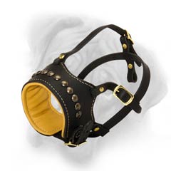 Elegant dog muzzle