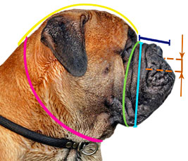 How to measure your Bullmastiff