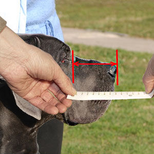 Make correct measurements of your Bullmastiff