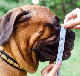 Measure your Bullmastiff for the correct muzzle size